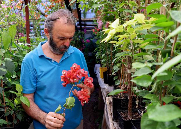 Split: Denis Bojčić, kolekcionar bugenvila