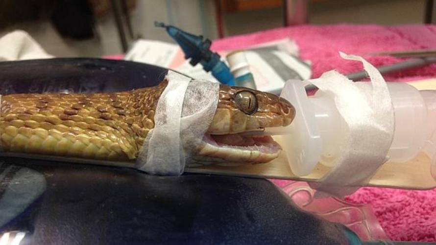 Townsville Vet Clinic