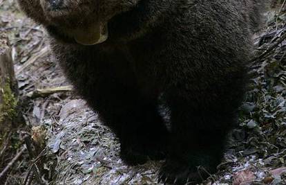 Medvjed, protivnik droge, otjerao uzgajivača 'trave'