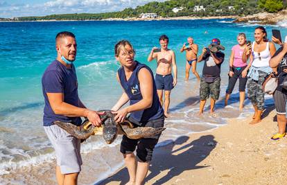 U more su vratili 170 ugroženih kornjača: Rone s kajmanima i morskim psima i hvataju raže