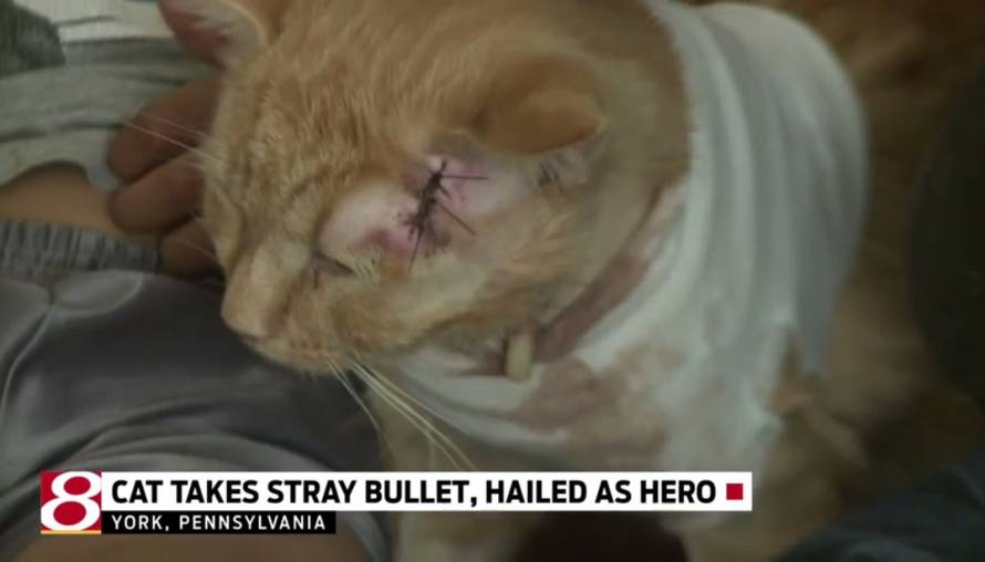 Screeshot/YouTube/Wish-TV