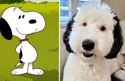 Snoopy, jesi li to ti? Pas Bayley postao prava internet zvijezda