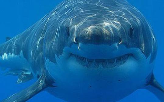Morski psi izumiru i to je znak propadanja Sredozemnog mora
