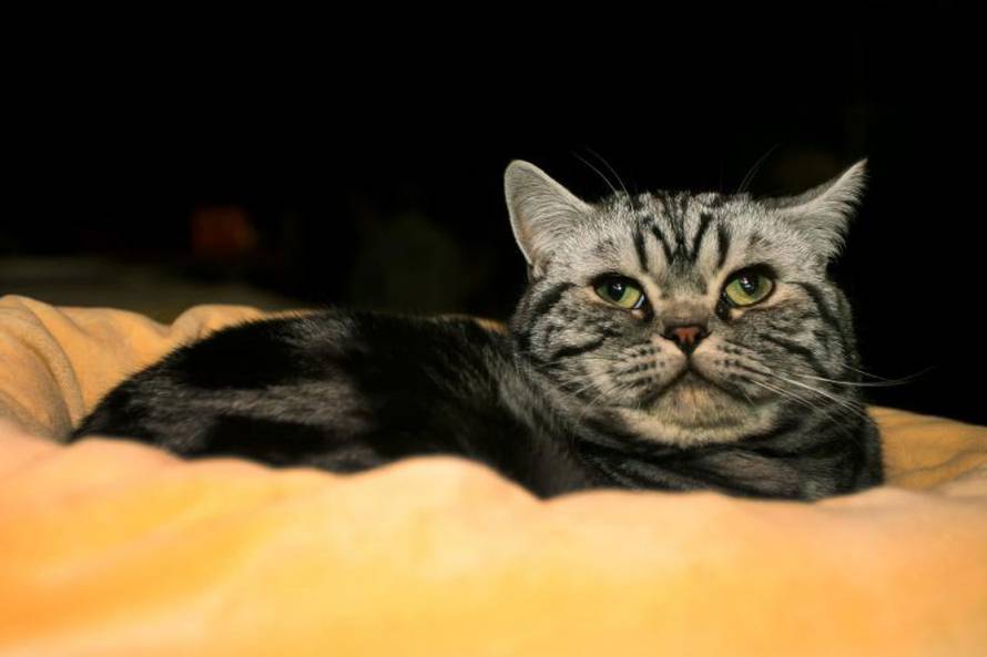 Grgur Žučko/PIXSELL 