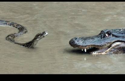 Najveća zmija na svijetu:  Žrtve s njom nemaju nikakve šanse!