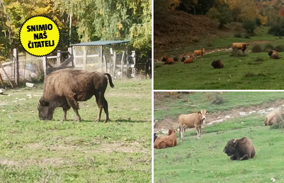 Ravnatelj Parka prirode Velebit potvrdio je za 24sata: 'Tu su tri bizona, ali ne znam kakva...'