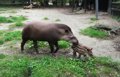 Tapir Boni novi je stanovnik zagrebačkog Zološkog vrta