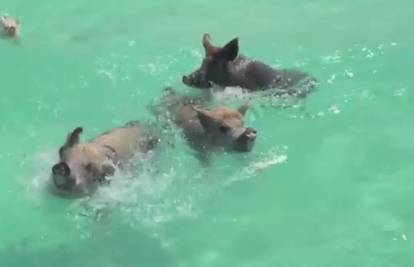 Postoji otok na Bahamima na kojemu uživaju samo svinje 