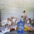HOROR NA U&Ccaron;KI &Zcaron;ena godinama mu&ccaron;ila pse, podignuli optu&zcaron;nicu. U ku&cacute;i su prona&scaron;li oko 30 le&scaron;ina