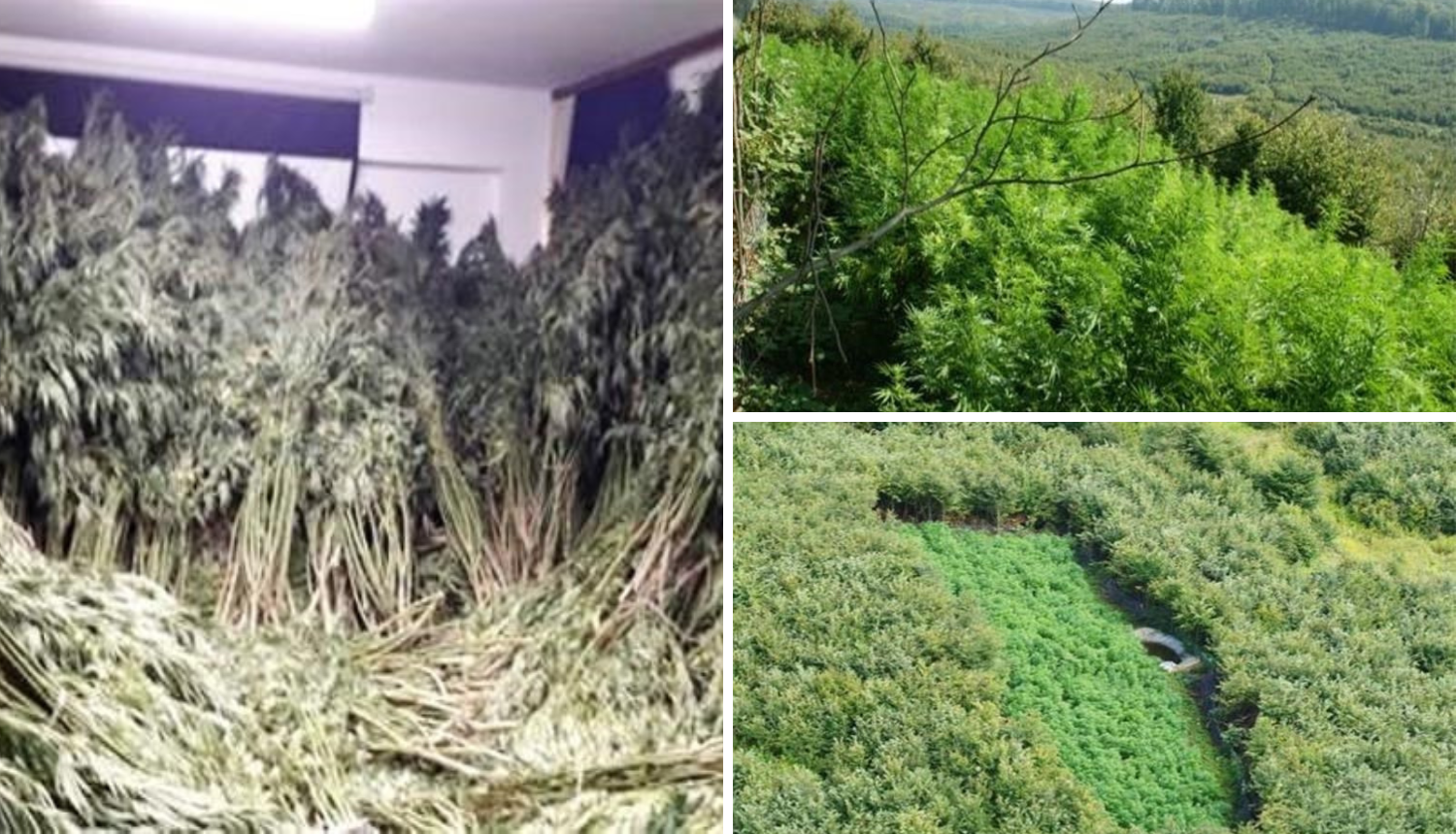 FOTO U Podravini policija našla ogromno polje marihuane: Tri muškarca su završila u pritvoru