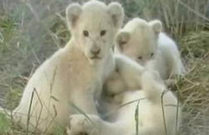 Južna Afrika: Lavica okotila tri bijela mladunca