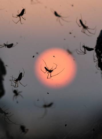 The sun rises as spiders are seen on their web at the banks of Lake Vistonida