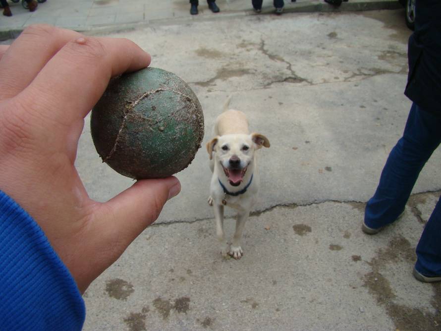 Mislav Nekić/24ljubimci