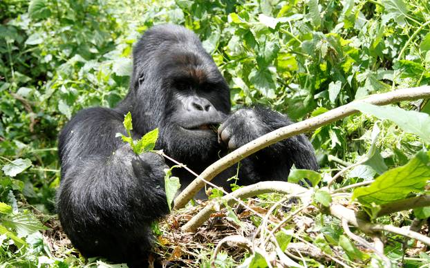 An endangered silverback mountain gorilla from the Nyakamwe-Bihango family feeds within the forest in Virunga national park near Goma