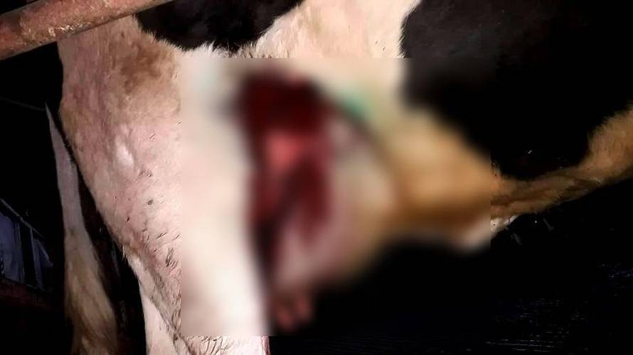 Radnike na farmi užasa snimaju kamere od 0 do 24: 'Inspekcija je bila više puta, sve je u redu'