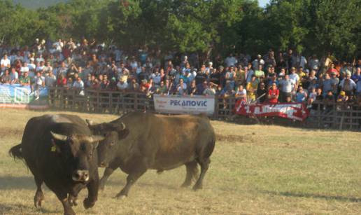 Šibonja od 970 kilograma je osvojio zlato u teškoj kategoriji