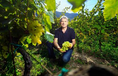 Vrgorački vinar: 'Stolno grožđe beremo, a za vinsko strepimo'