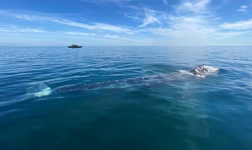 Neobičan prizor ispod mora: Kitovi ubojice rade... piling?