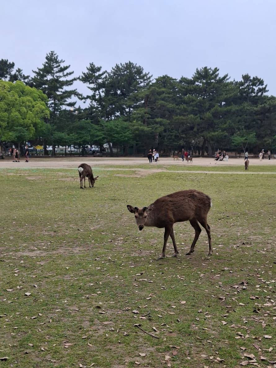 Provela sam 12 dana u Japanu: Ovdje je sve jeftino, jeleni se klanjaju, a ulice blistaju