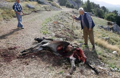 Makarska: Vukovi zaklali zadnju magaricu u selu...