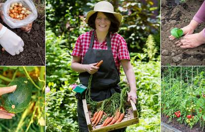 Naučite kako saditi luk, rajčicu ili tikvice: Za vrt pun plodova