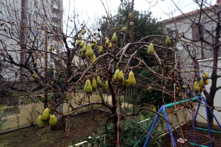 Ludo vrijeme: U voćnjaku su nam već u veljači rodile kruške