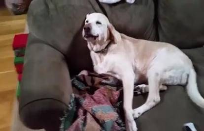 Nestašni pas Denver opet  'nije kriv': Pogledajte što je učinio!