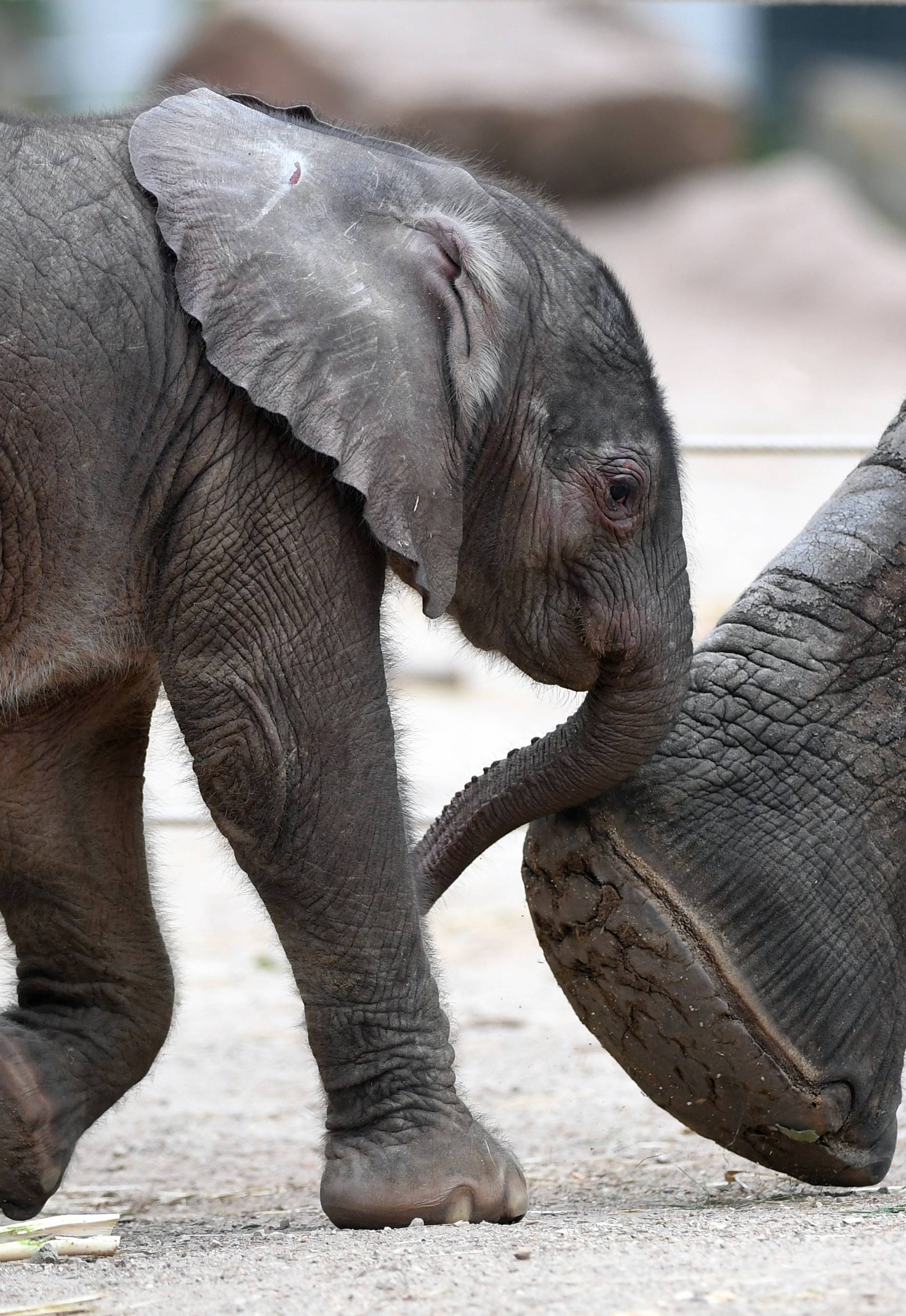 New born elephant calf in Halle/Saale