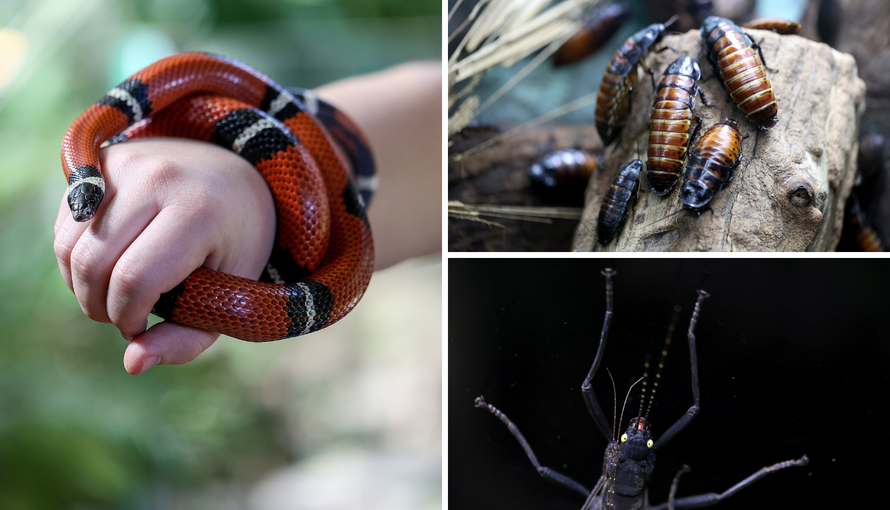 Mimikrija u zagrebačkom ZOO: Zaigrajte igru skrivača s nama!