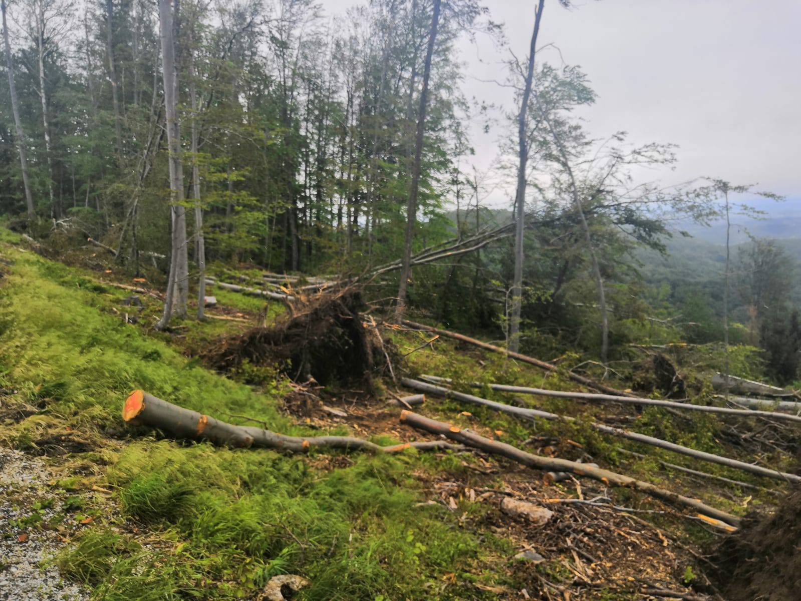 Prizor katastrofe: Oluja srušila stotine stabala na Medvednici