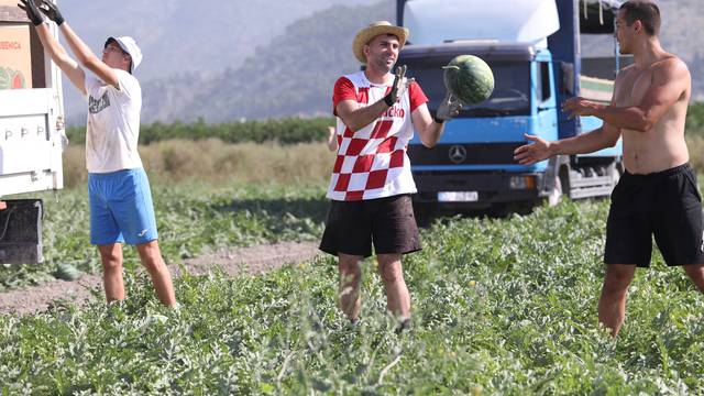 Opuzen: U dolini Neretve počela berba lubenica