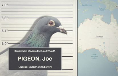 Australske vlasti traže goluba Joea kako bi ga ubile. Terete ga za ilegalan ulazak na kontinent