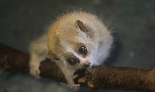 FOTO Neodoljiv, ali smrtonosan: Patuljasti spori loris novi je stanar zagreba&ccaron;kog zoolo&scaron;kog
