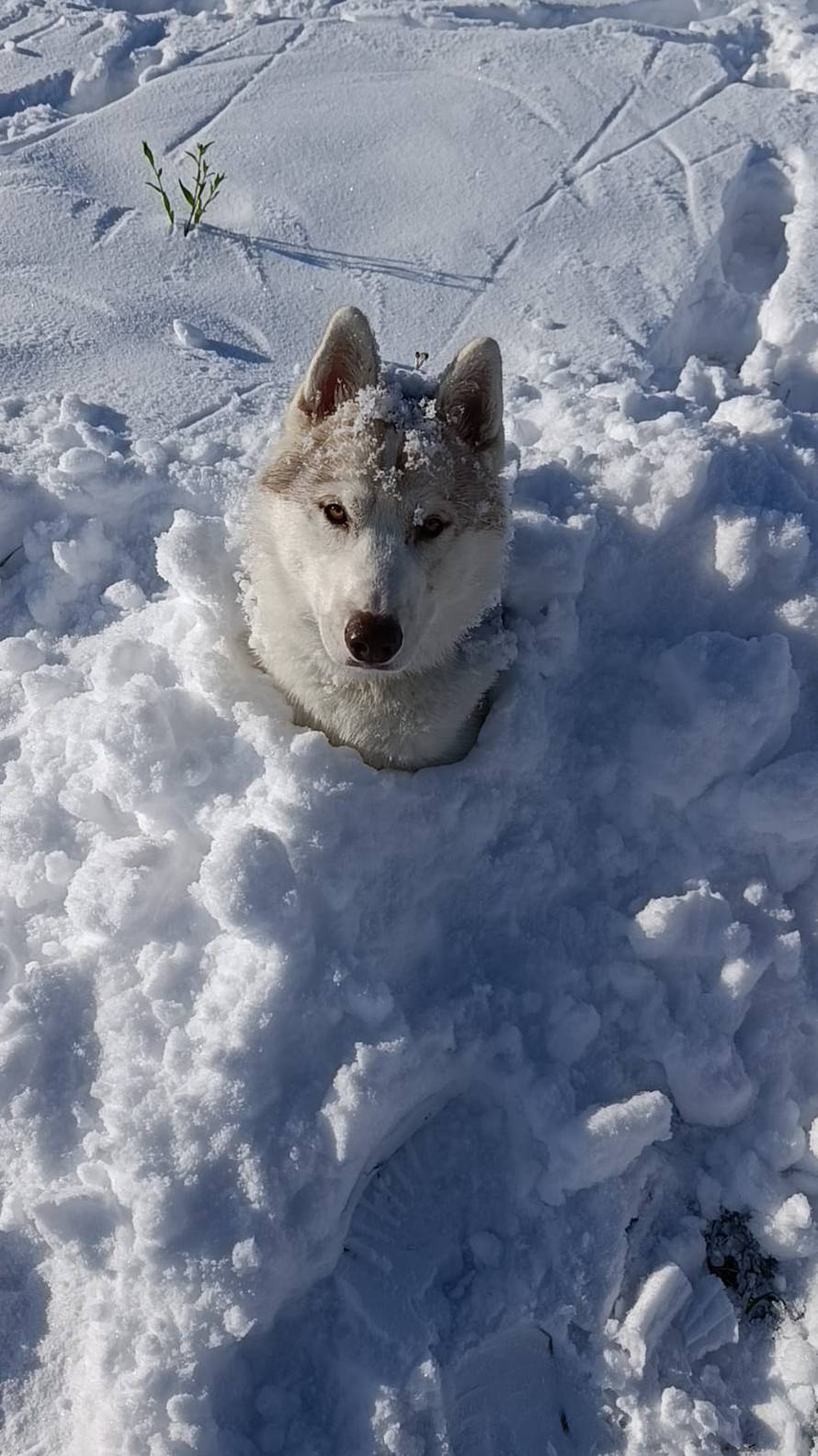 Općinska komunalka sama 'izlopatala' snijeg sa staze: 'Nema nikakve drame u tome'