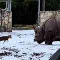 VIDEO Jelen od 17 kilograma protiv nosoroga od tonu i pol: Pogodite, tko se dao u bijeg?