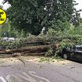 Kaos u Zagrebu: Vjetar srušio drvo na auto! U Maksimirskoj grana pala na žicu pa je zastoj