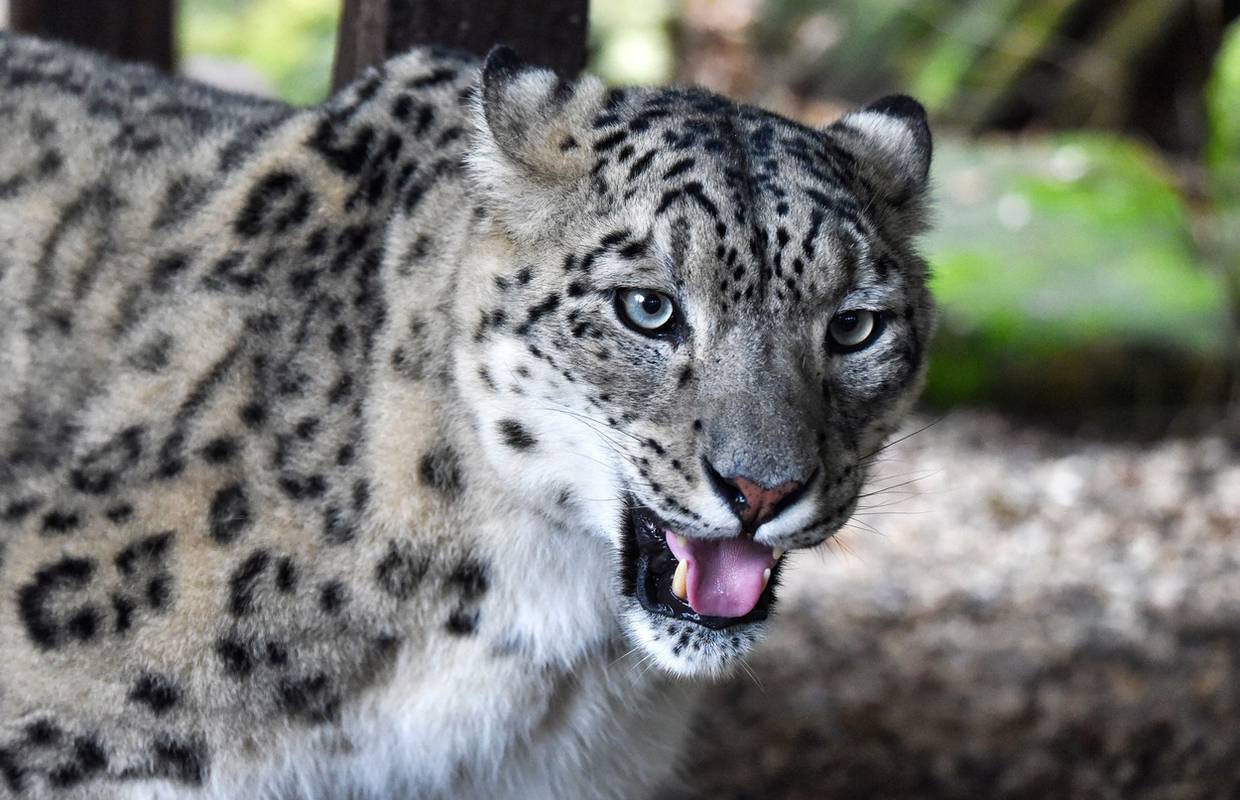 Tri snježna leoparda uginula su od korone u ZOO-u u Nebraski