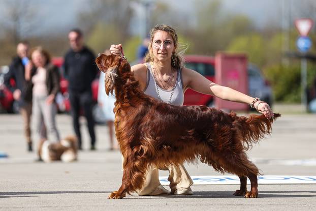 Zaprešić: Ispred Wesgatea održana međunarodna izložba pasa