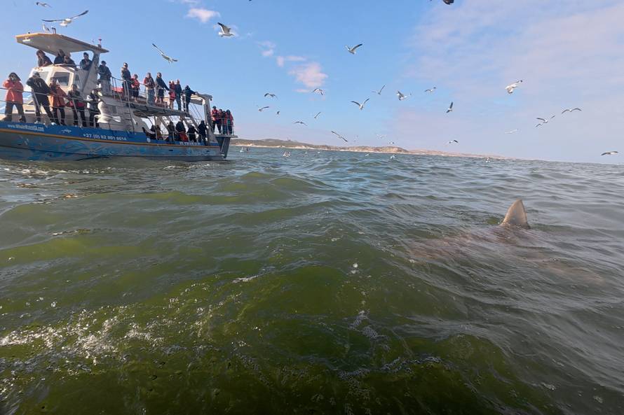 Disappearing great white sharks raise alarm over South Africa’s marine balance