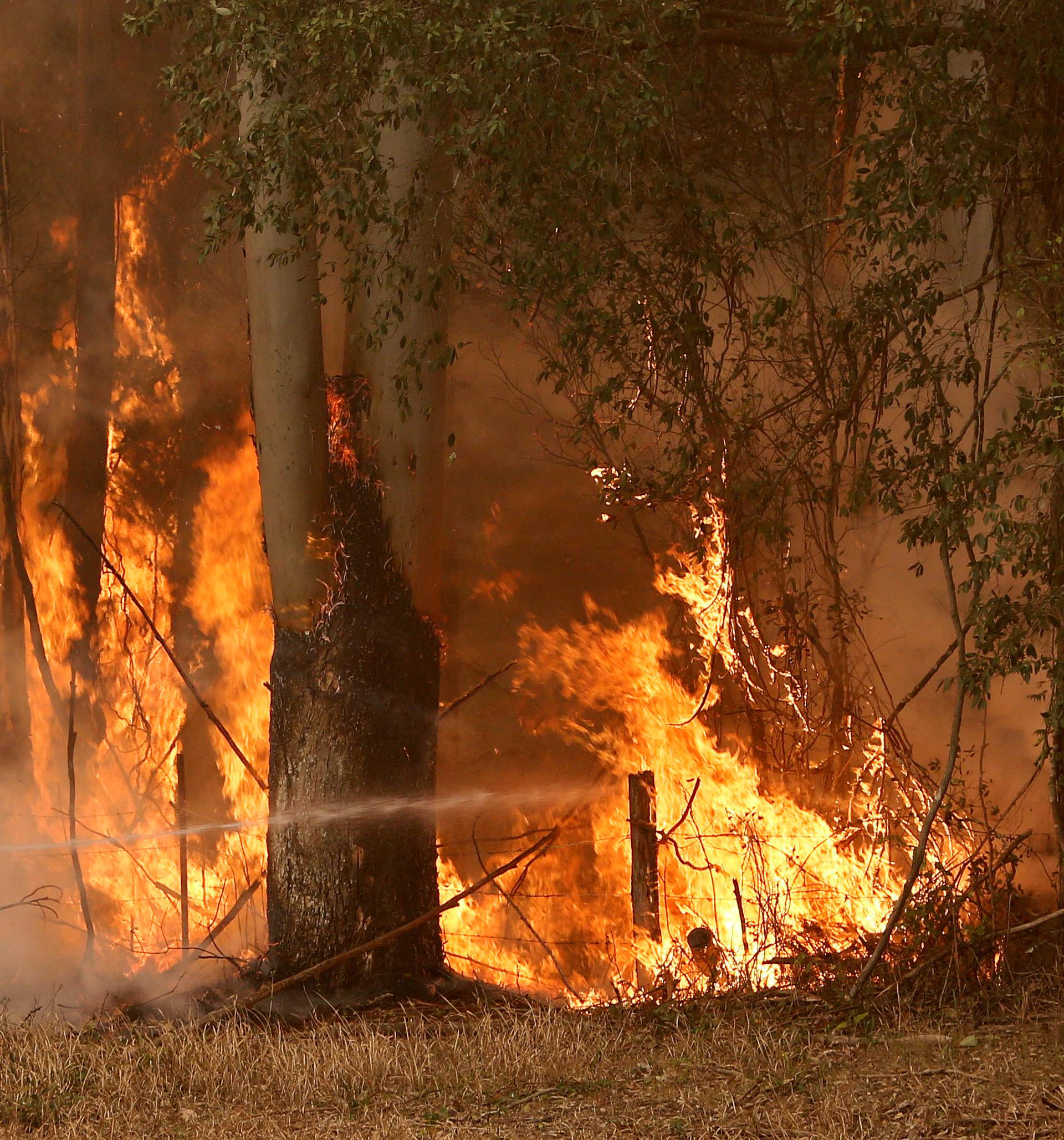 A Tuncurry fire crew member fights part of the Hillville bushfire south of Taree