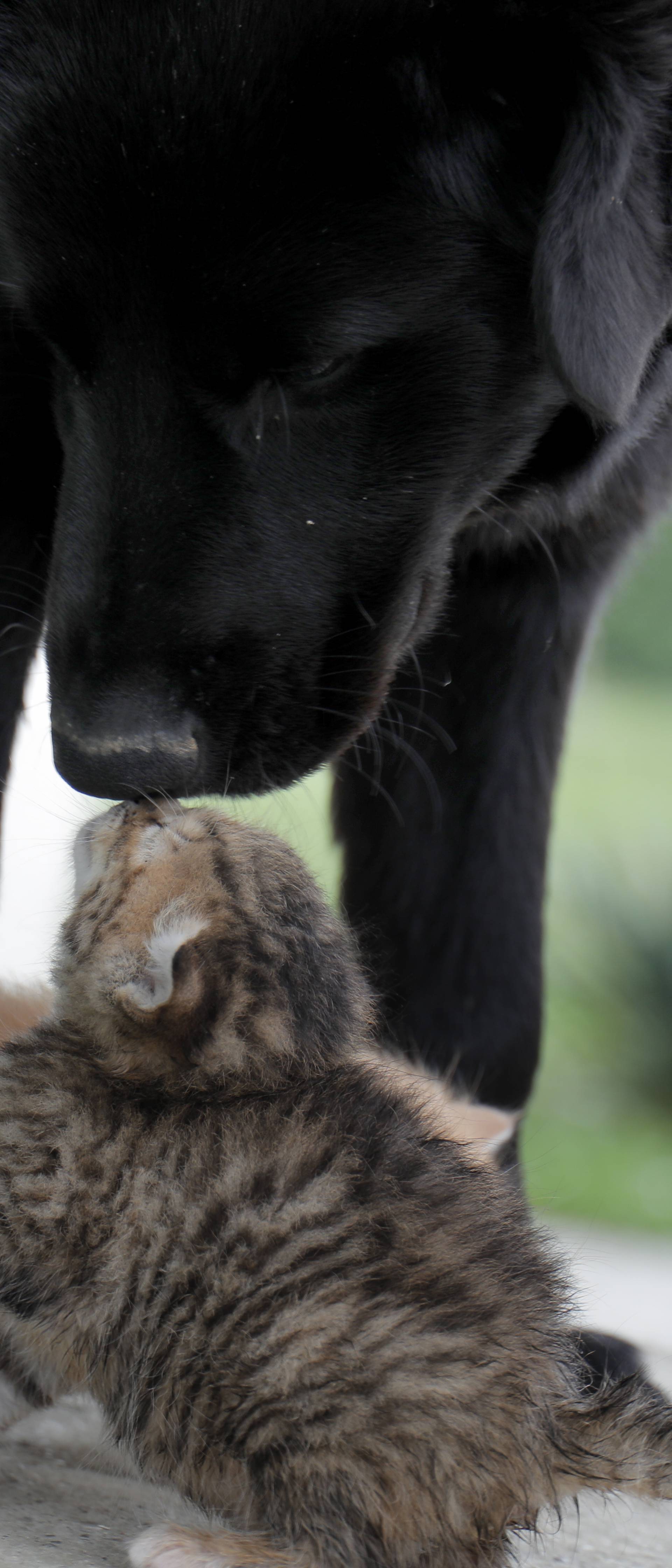 Mali mačići postali siročad, 'udomio' ih i odgaja pas Bleki