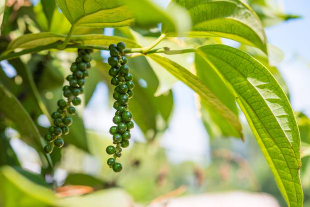 Unripe black pepper