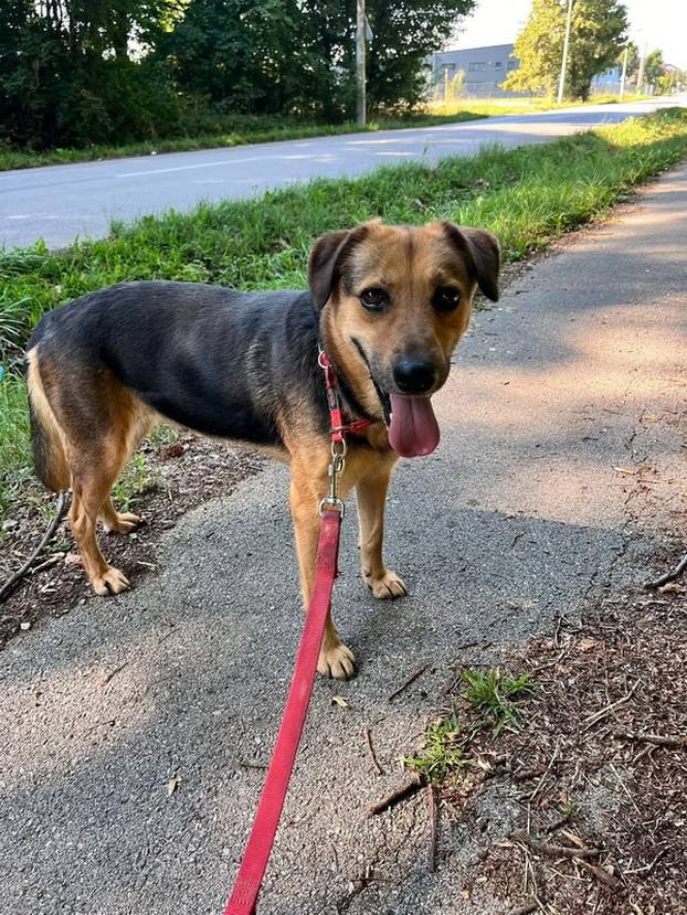 FOTO Ovi preslatki psići u Noinoj Arci čekaju samo vas da ih udomite