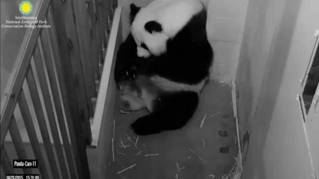 Majka osjetila smrt: Uginula je novorođena panda blizanka