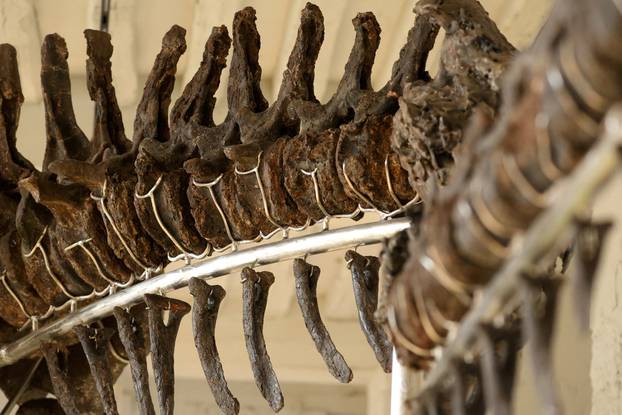 Giant dinosaur Vulcain to go on auction near Paris