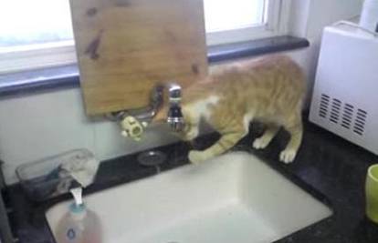 Mačka se umiva kapima vode iz slavine u kuhinji
