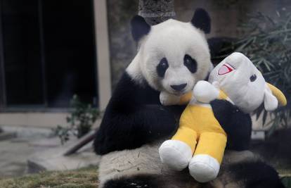 Velika panda Basi  voli se igrati s plišanom igračkom u zoo-u