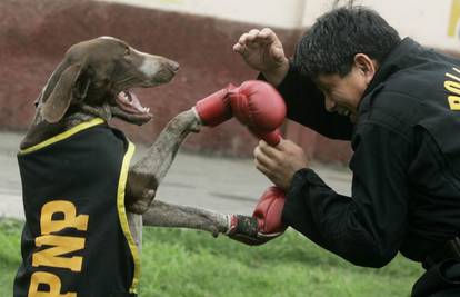 Kujica Chela jedini je pas koji se zna boksati