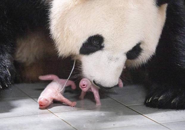 Seul: Ai Bao, golema panda  okotila je blizance