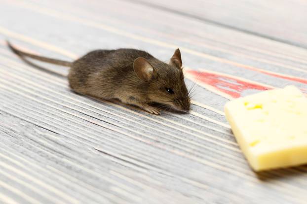 Gray mouse and piece of cheese on a gray wooden background retro.